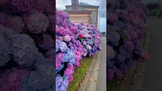 normandie hydrangeaгортензияgarden гортензіяflowers parkjardinshortsアジサイhortensianature [upl. by Ressan732]