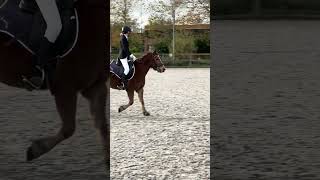 Het ging NIET zo goed Twixie vond het erg SPANNEND paardenvlog equestrian [upl. by Lew]