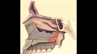 ANATOMIE FMPM PPT FOSSES NASALES [upl. by Pozzy]