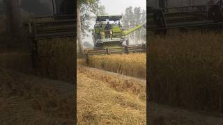 Harvester Machine working😱😱 harvester haryana tech machine diesel engine shorts feed [upl. by Ekle]