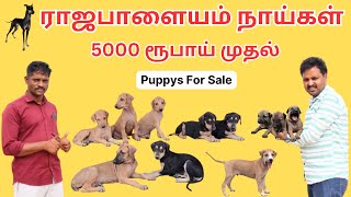 ராஜபாளையம் நாட்டு நாய்கள் 🐕  Kanni Chippiparai Kombai  Native Breeds 😍😍 [upl. by Kordula]