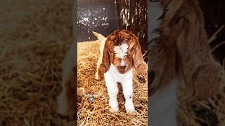 Our new arrivals 🐐 youtubeshorts farming goat [upl. by Najed]