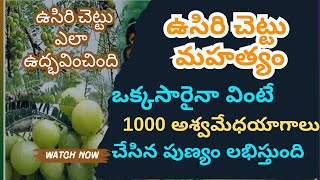 ఉసిరి చెట్టు ఎలా ఉద్భవించింది devotional amla viralvideo youtubevideo karthikamasam [upl. by Hpesojnhoj664]