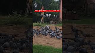 Dosti kartai nai Dosti ho hatihea  Bird Lovers SUBSCRIBE pls [upl. by Jehiah]