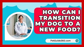 How Can I Transition My Dog to a New Food  PetGuide360com [upl. by Sallyanne]