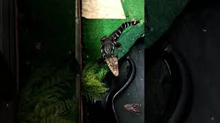 Dwarf caiman [upl. by Branden399]