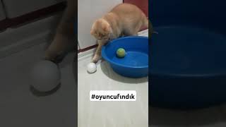 kedioyunu kedikeşfetbeniönecıkarcatherkeseaçıkherkescatzyabanikedioyunları funnycatlover [upl. by Acinyt]