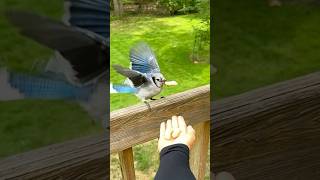 Little Feijee Taking Treat handfeedingbirds bluejay feedingbird backyardanimals birdinglife [upl. by Fakieh]