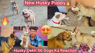 Husky Puppy Ki Entry Hui Ghar😍Sb Dogs Ka Reaction Husky Puppy Dekh🔥 [upl. by Neroc]