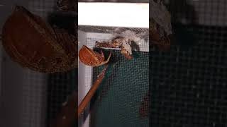 Tips para sa masilan Kumain na gagamba 😁😱 spider gagamba [upl. by Aivatnohs410]