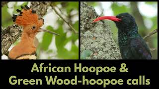 AFRICAN HOOPOE and GREEN WOODHOOPOE CALLS [upl. by Efthim]