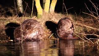 Beavers in Narew River Poland [upl. by Anelet297]