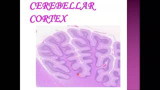 Histology of cerebellum [upl. by Nelle]