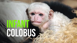 Infant Colobus Monkey For Dallas Zoo [upl. by Ennayk]