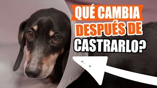 QUÉ Esperar DESPUÉS de ESTERILIZAR o CASTRAR a tu Perro🐶👇 [upl. by Hashum188]