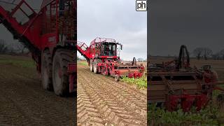 Harvesting Fodder Beet  Vervaet beet harvester agri [upl. by Fosque]