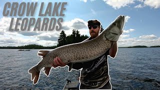 Giant Crow Lake Leopard Muskie Muskie Bay Resort Ontario Part 1 [upl. by Ydnyc715]