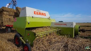 Tarwestro persen met CLAAS Markant 65 Op de Heegswal [upl. by Odrautse964]