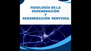 Fisiología de la degeneración y regeneración nerviosa [upl. by Ultann]