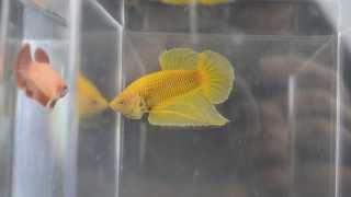 CBS Betta Show Fall 2013  Show winners [upl. by Pride]