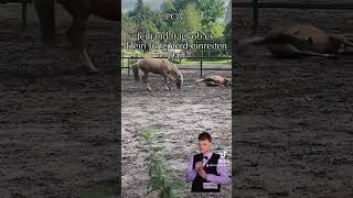 Lasst ihr andere auf eure Pferde horse jungpferd einreiten anreiten horseedit pferdememe [upl. by Siraved]