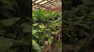 Houseplant collection in California houseplants garden greenacres plants plantlover viralvideo [upl. by Esinal]