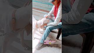 😂😅Dogo Argentino Ka Sabse Special Dost – Dekhiye Kya Unka Bond Hai shorts gastronomical [upl. by Onitsuaf436]