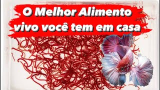 Como conseguir Bl0odworms O MELHOR ALIMENTO VIVO PRO SEU BETTA [upl. by Mall19]