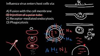 How influenza virus enters the host cell [upl. by Hilde501]