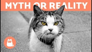 Can Cats Protect Against Negative Energy  Myth or Reality [upl. by Brout]