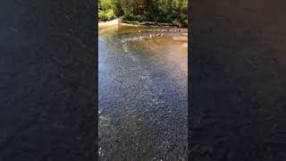 Alewives run up Damariscotta River [upl. by Leizahaj]