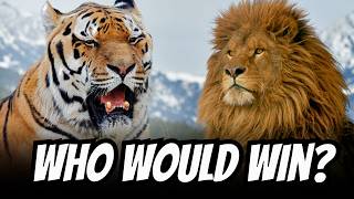 Barbary Lion vs Siberian Tiger  Who Would Win This FIGHT [upl. by Nrubloc]