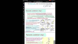 طب الانبار pyruvate oxidation and citric acid cycle [upl. by Allerbag356]