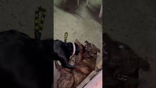 Pitbull Vs Rottweiler real fight 😂adorable friendship don’t believe everything you see [upl. by Laehcym345]