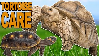 Tortoise Care 101 Everything You Want To Know [upl. by Hama395]