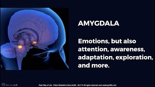 Brain amp Mind 1 AMYGDALA Emotions but also attention awareness adaptation etc [upl. by Nakashima]