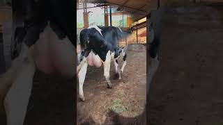 🔴 Vacas Lecheras HOLSTEIN ✅ [upl. by Aikan]