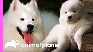 Fussy Samoyed Puppy Makes An Unlikely New Best Friend  Too Cute [upl. by Nalek500]