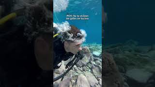 🤣🤣 oceano mar buceo animales peces snorkeling playa viajes [upl. by Sower347]