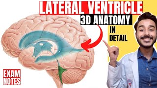 lateral ventricle anatomy 3d  anatomy of lateral ventricle of brain anatomy [upl. by Sanford965]