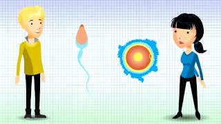 Understanding Chromosomal Translocation  Reciprocal Translocation v12 [upl. by Omidyar]