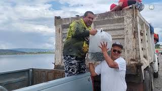 Liberan 300 mil alevines de tilapia en el Lago de Chapala [upl. by Irrak]