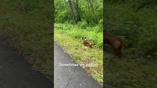 Dog Walking in a wheelchair dog adventure outdoors nature disability wheelchair beautiful [upl. by Bridie]