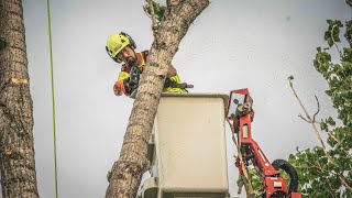 Spider Lift for Tricky Tree Removal [upl. by Neda]