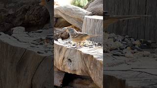 Whitecrowned Sparrow🐦Woodpile Buffet whitecrownedsparrow [upl. by Noiraa]