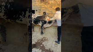 Ivermectin injection in bullanimal cow dairyanimals bull animal dairyfarming animalsanimalsan [upl. by Iphigeniah617]