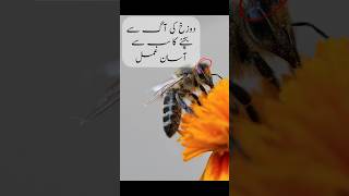 Hadees e Nabvi ‎ ﷺ in Urdu  Dozakh ki Aag se Bachne ka Asaan Amal shorts viral shortsvideo [upl. by Novej]