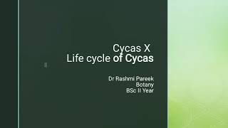 life cycle of cycas BSc II year [upl. by Lerred]