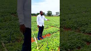 Modern sprinkle system pomogranate farminglife agriculturalsystem farmingmethod [upl. by Dyraj]