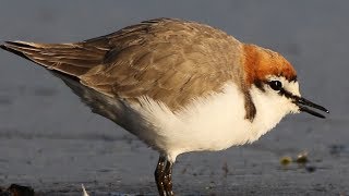 Redcapped Plovers – Pitt Town Lagoon [upl. by Yelekreb621]